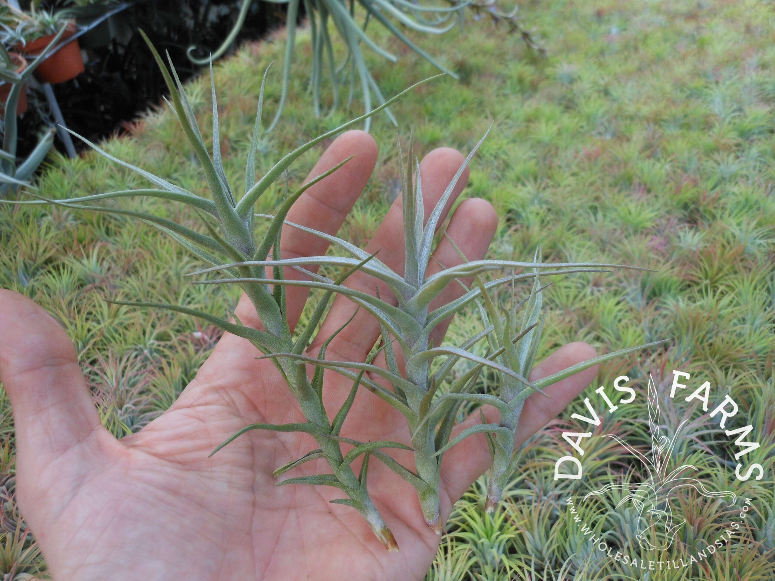 Tillandsia diaguitensis