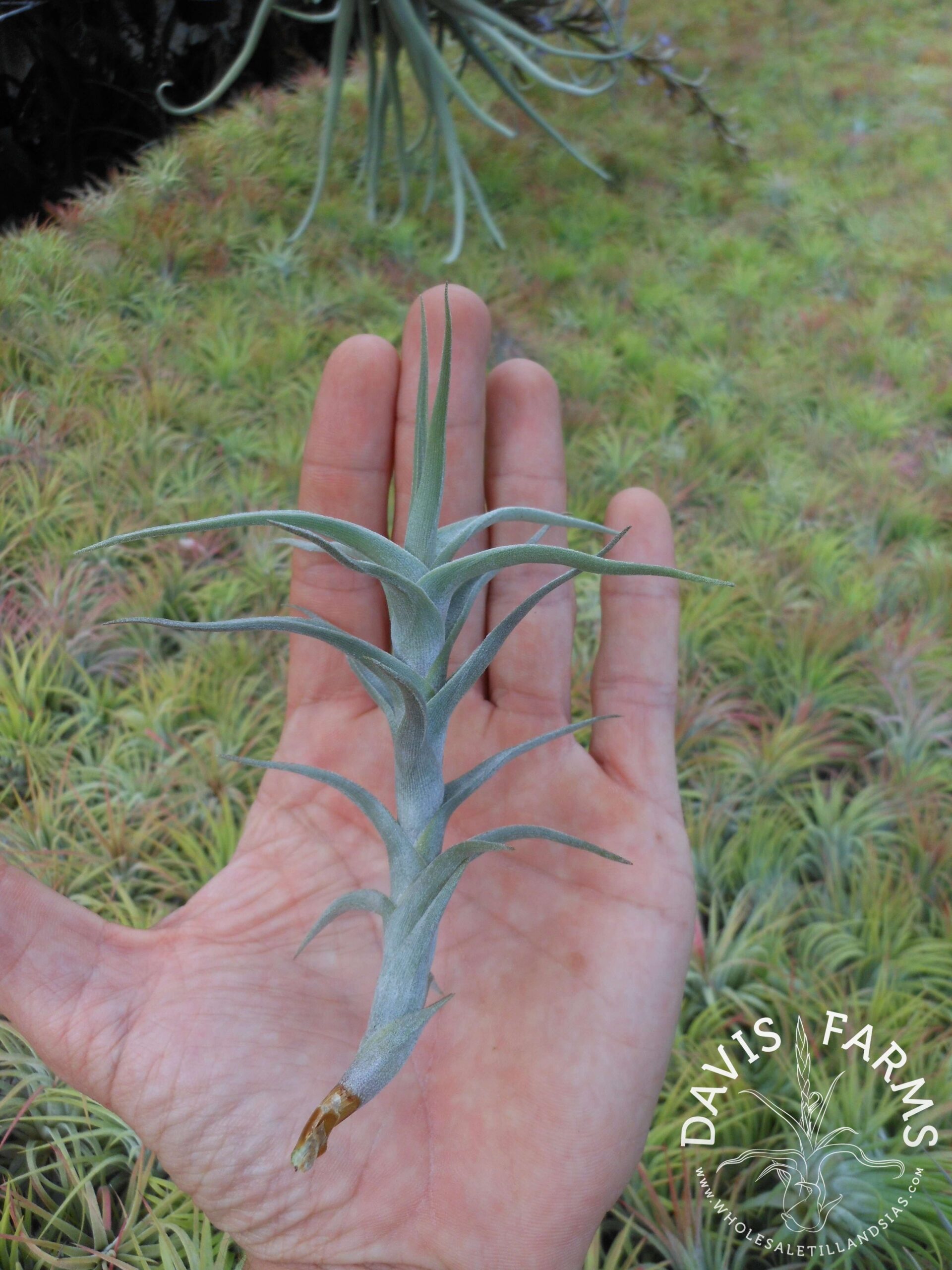 Tillandsia diaguitensis