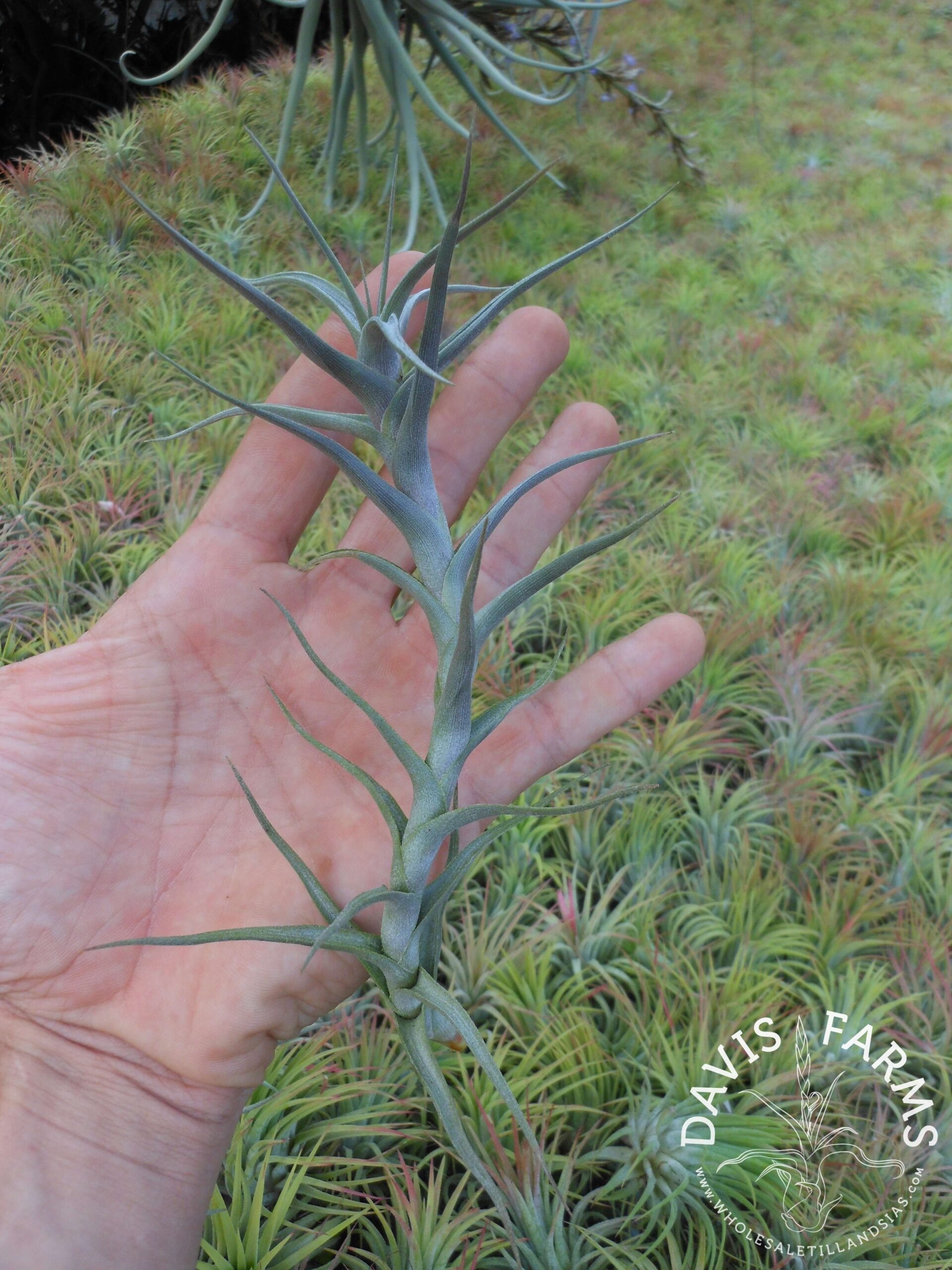 Tillandsia diaguitensis