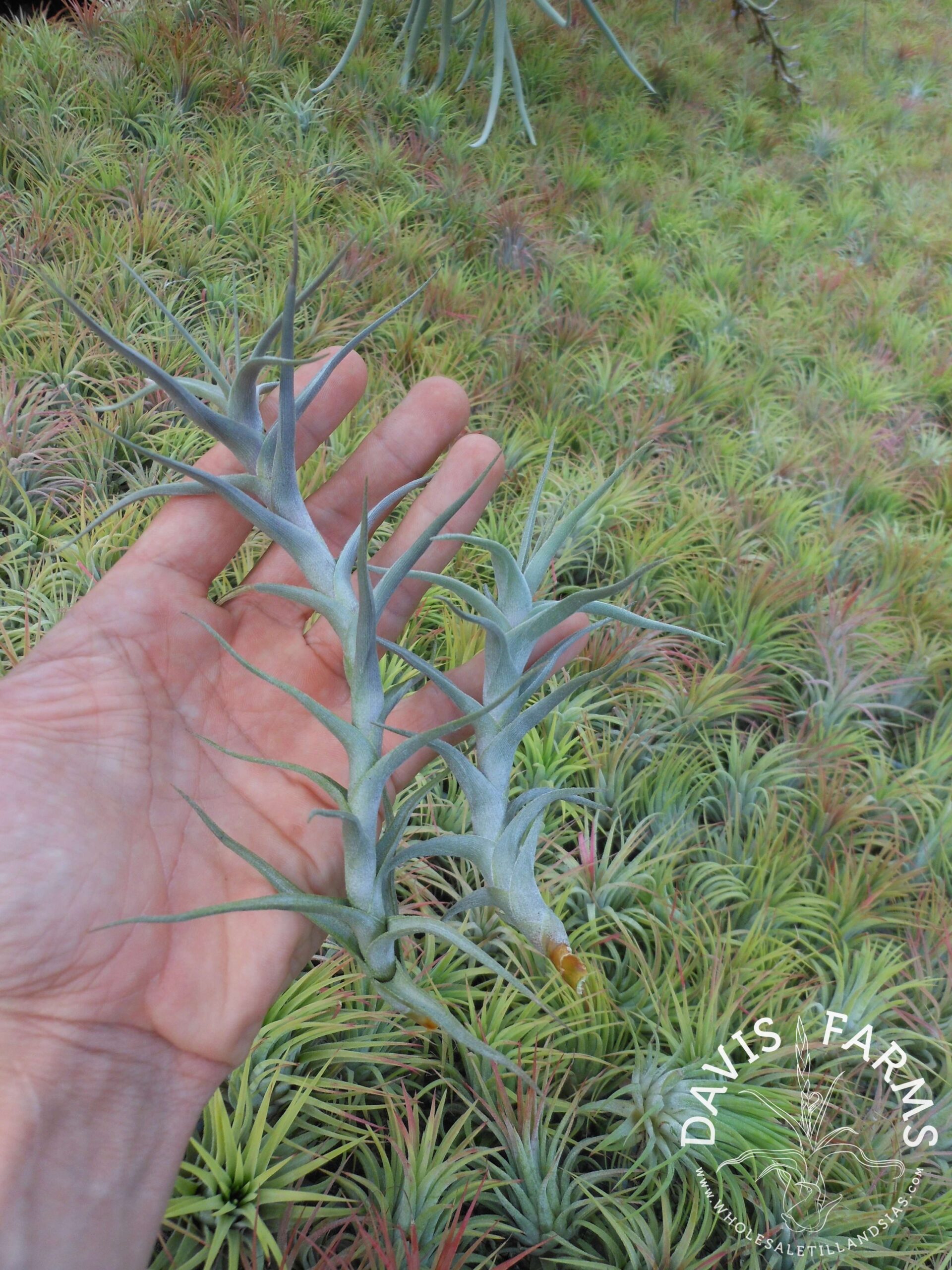 Tillandsia diaguitensis