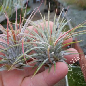 Tillandsia ionantha Guatemala leaf damage Sale
