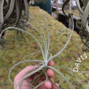 Tillandsia Kurt Horstii (mallemontii hybrid)