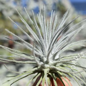 Tillandsia plumosa