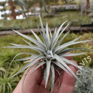 Tillandsia mima chiletensis