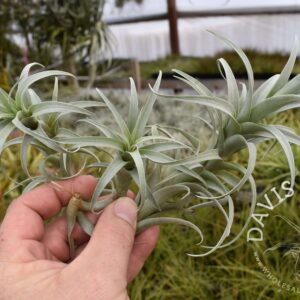 Tillandsia nana