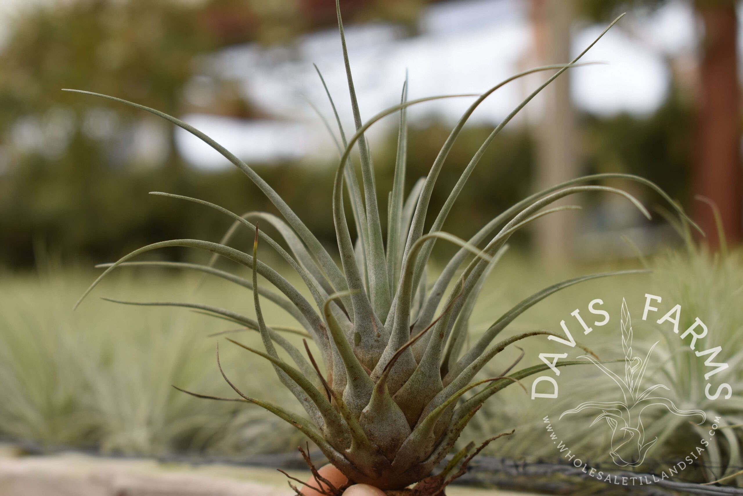 Vriesea chontalensis