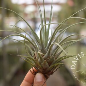 Vriesea chontalensis