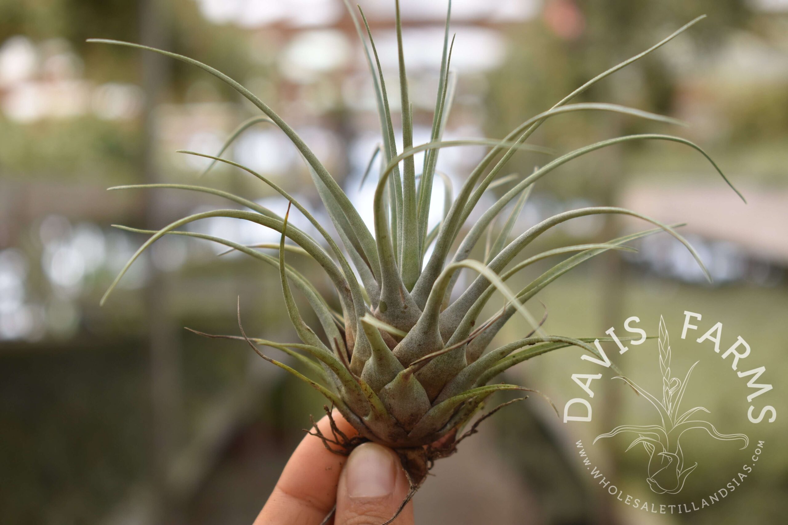 Vriesea chontalensis