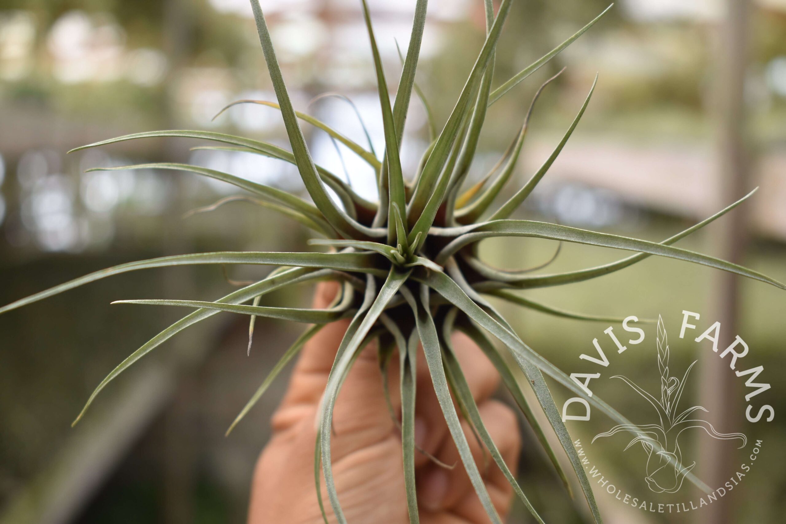 Vriesea chontalensis