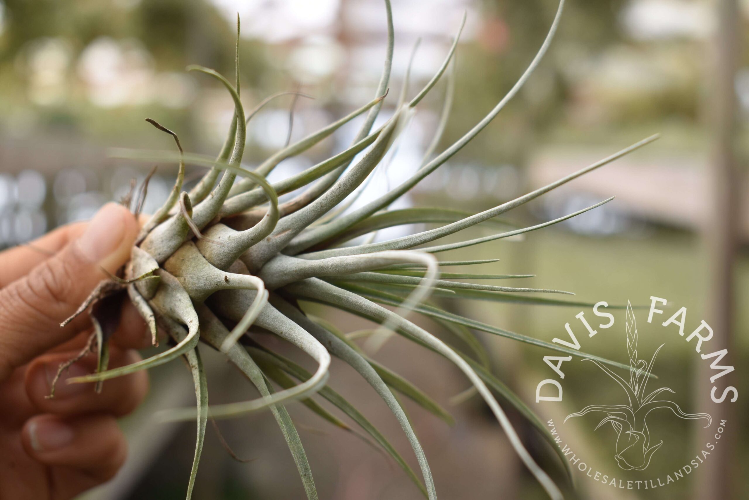 Vriesea chontalensis