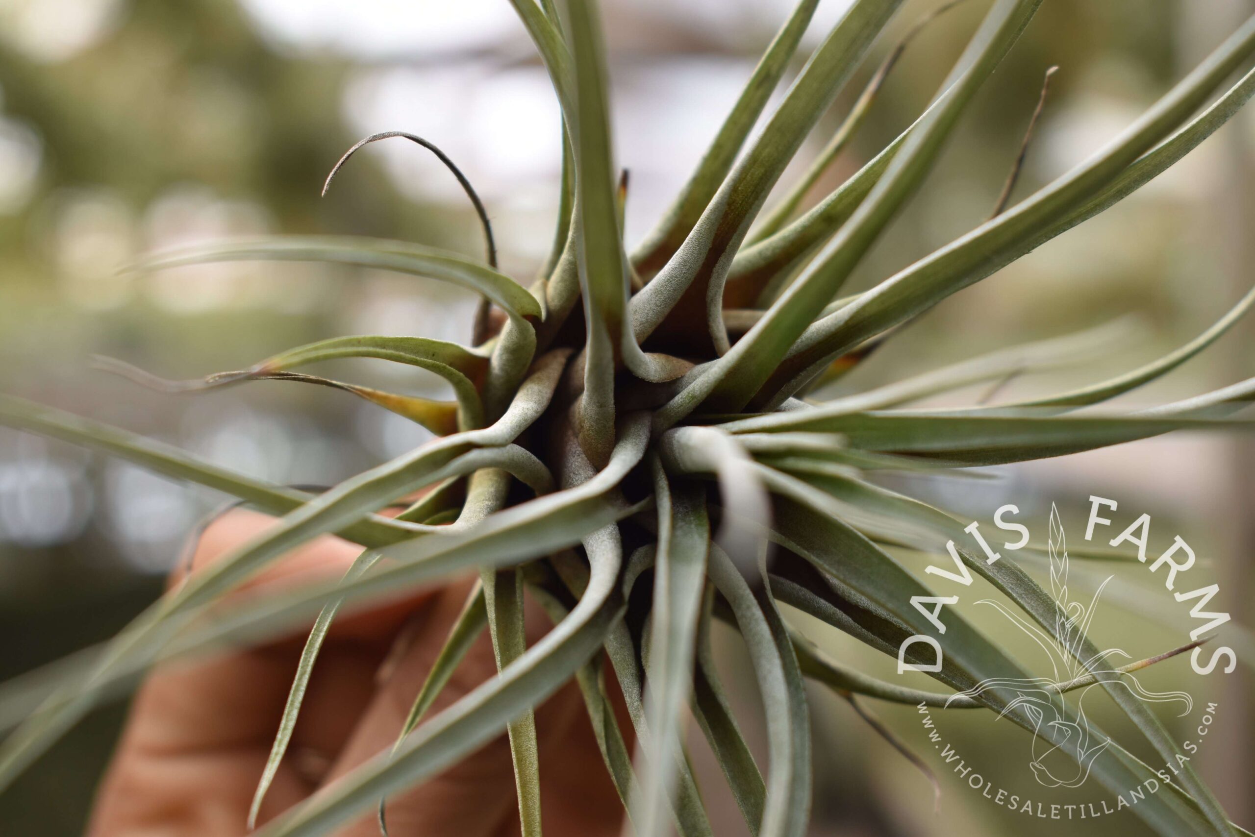 Vriesea chontalensis