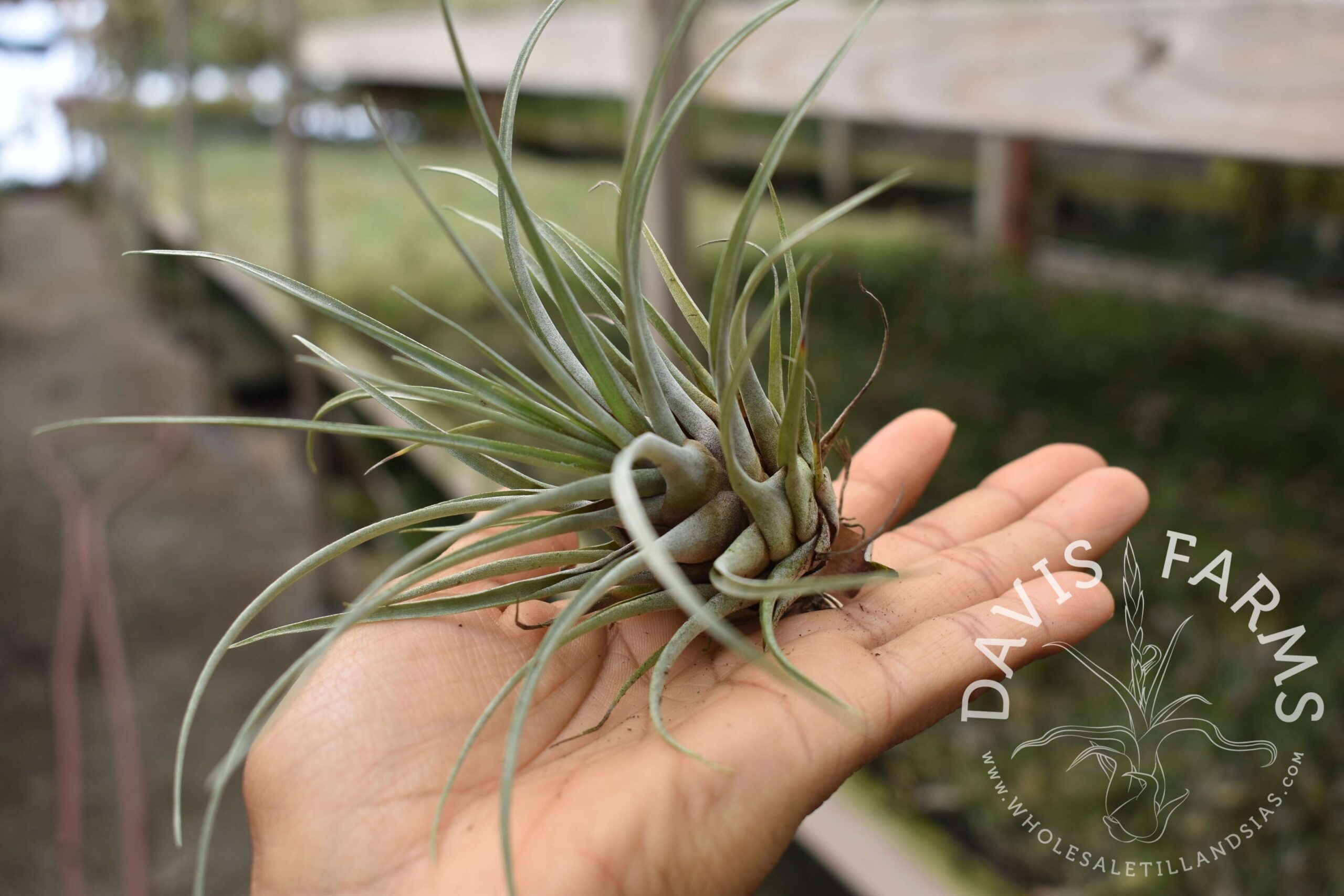 Vriesea chontalensis