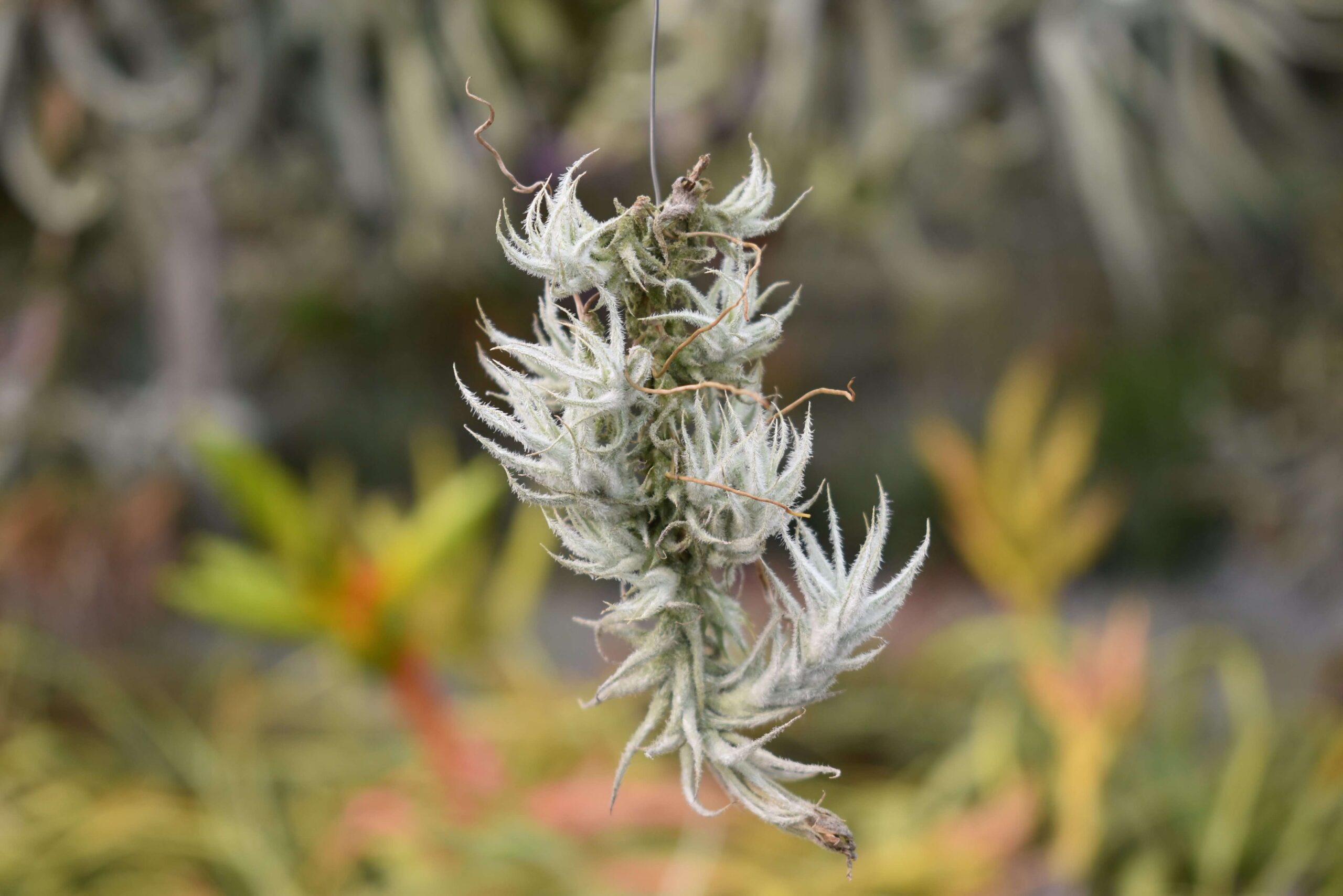 Tillandsia stellifera small clump