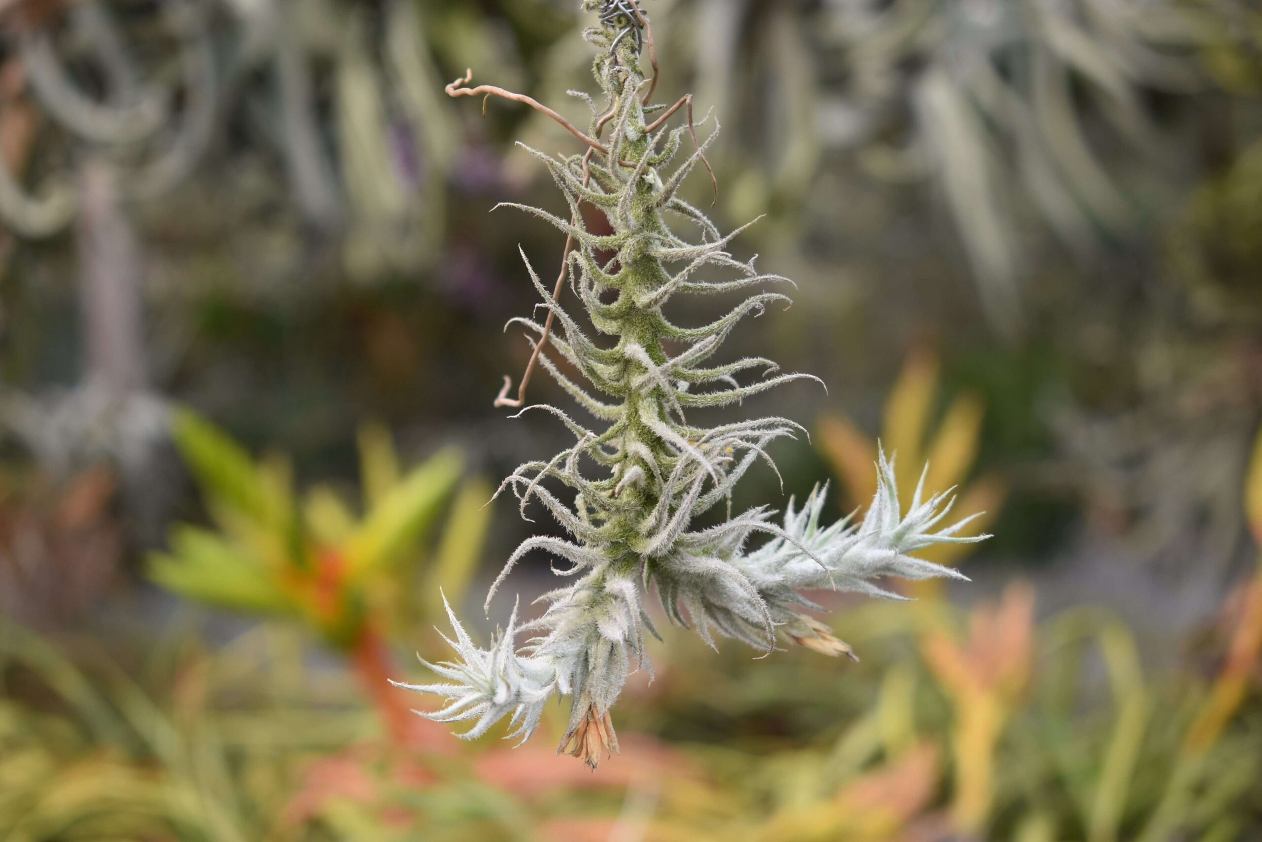 Tillandsia stellifera small clump