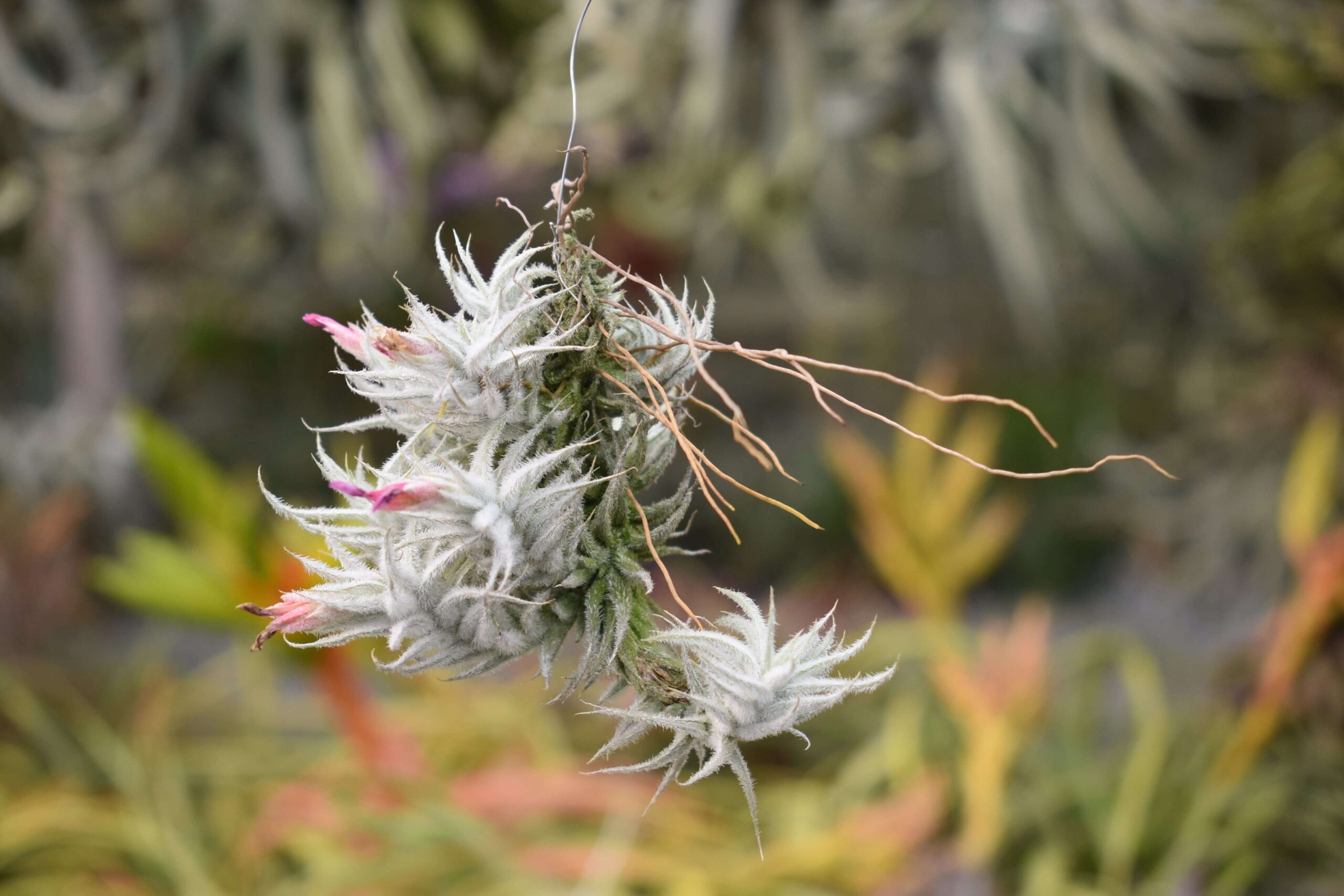 Tillandsia stellifera small clump
