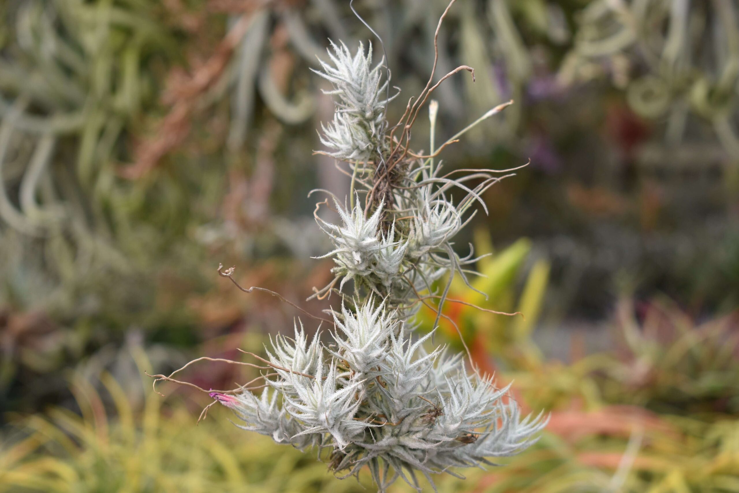 Tillandsia stellifera small clump