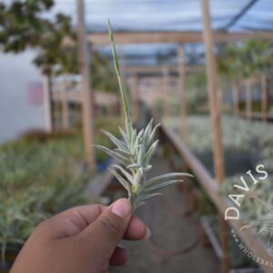 Tillandsia paleacea enano