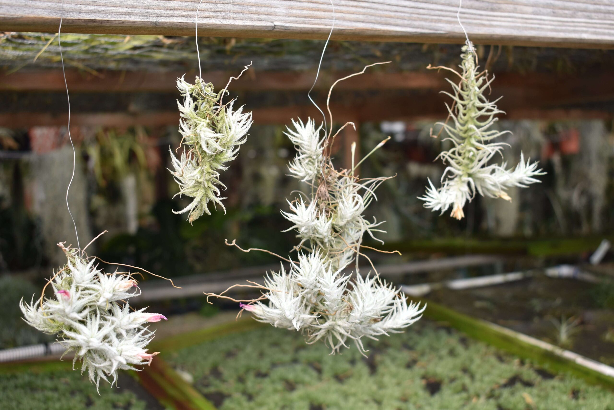 Tillandsia stellifera small clump