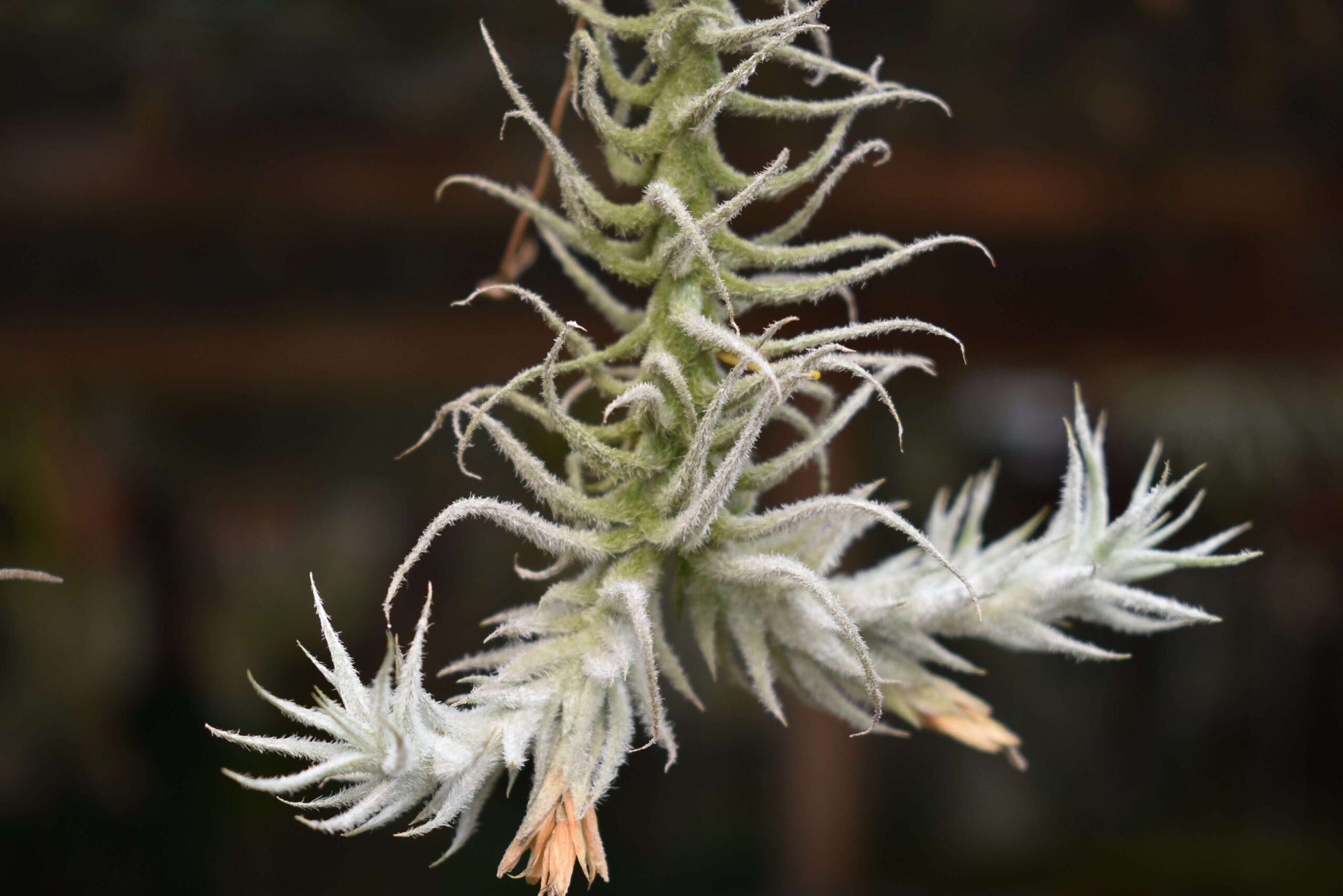 Tillandsia stellifera small clump