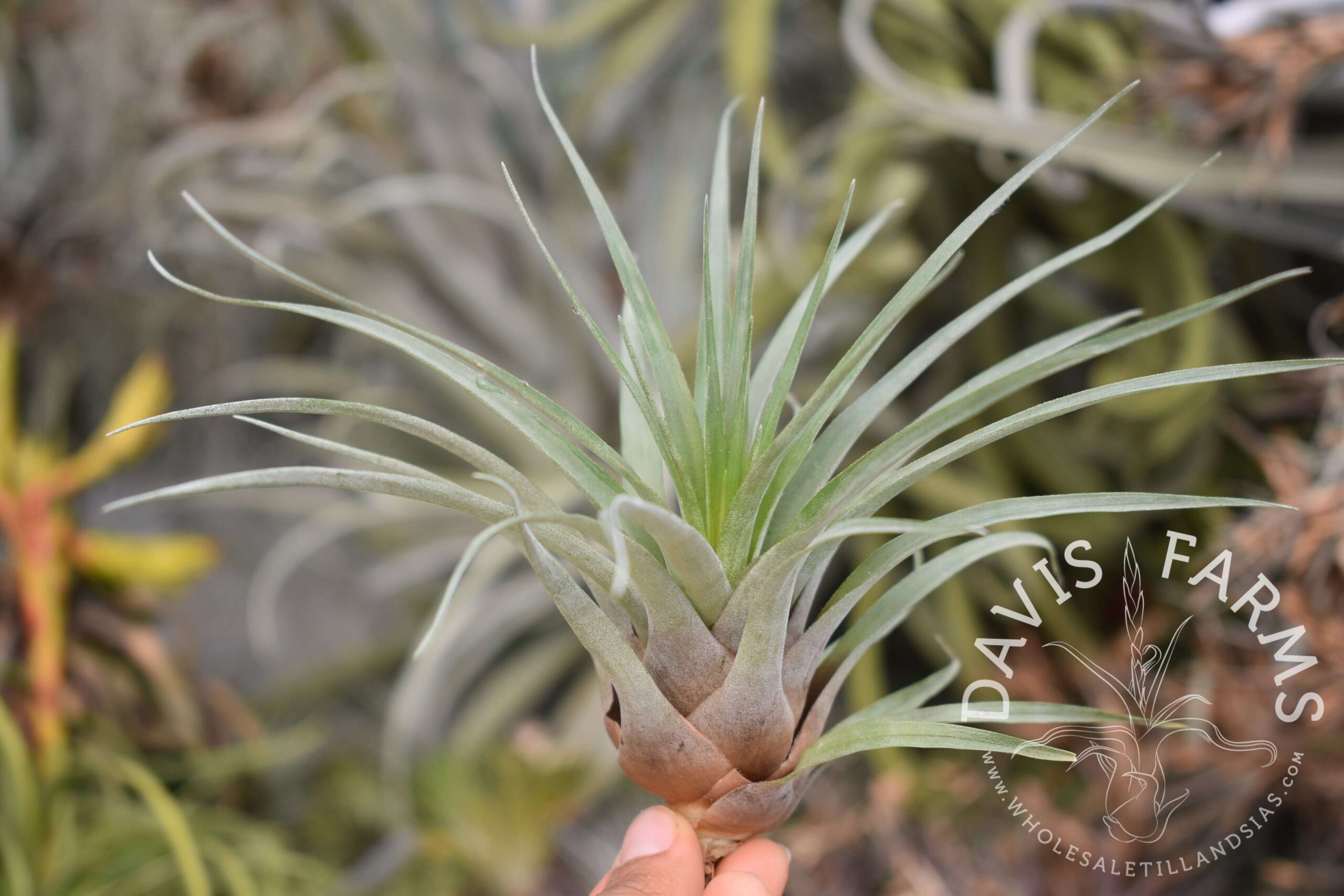 Tillandsia barthlotti