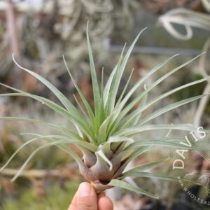 Tillandsia barthlotti