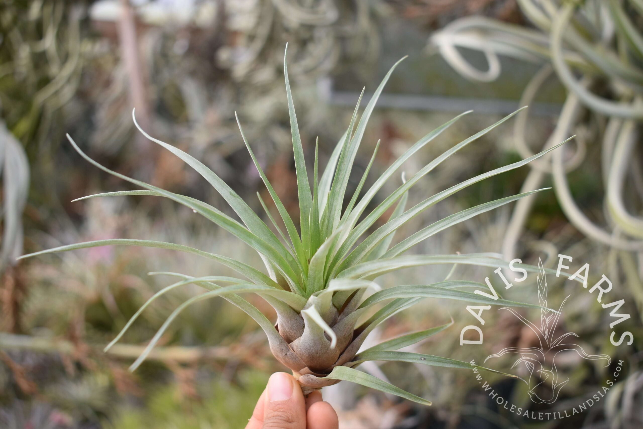 Tillandsia barthlotti