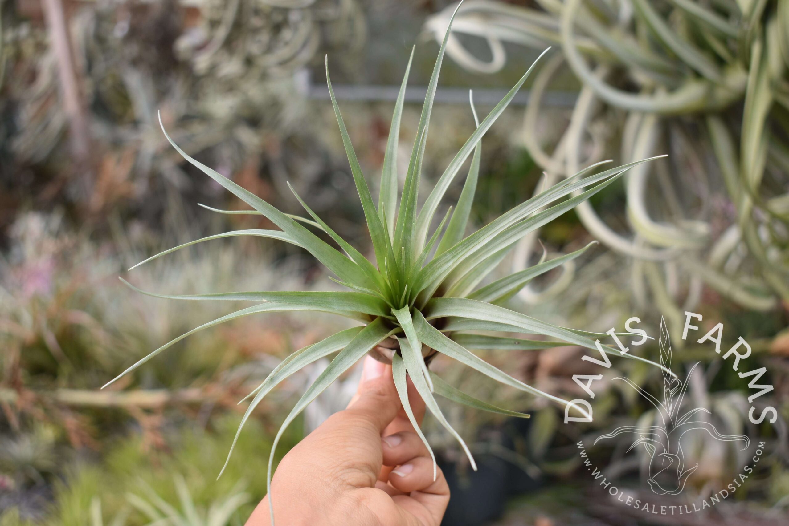 Tillandsia barthlotti