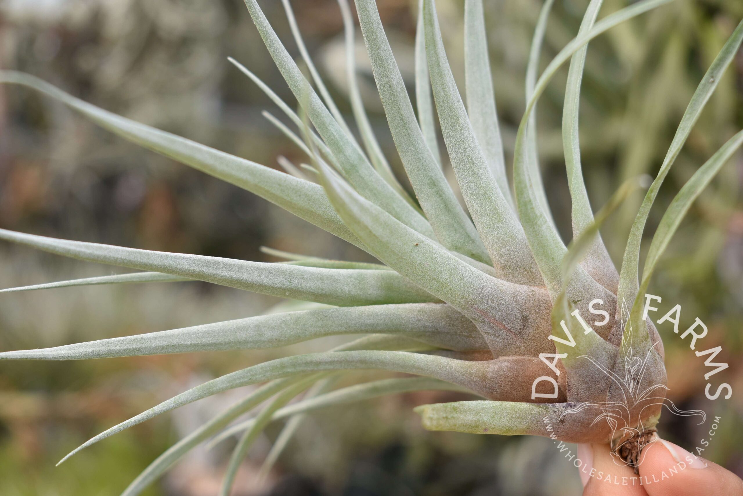 Tillandsia barthlotti