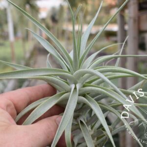 Tillandsia cacticola thin leaf form