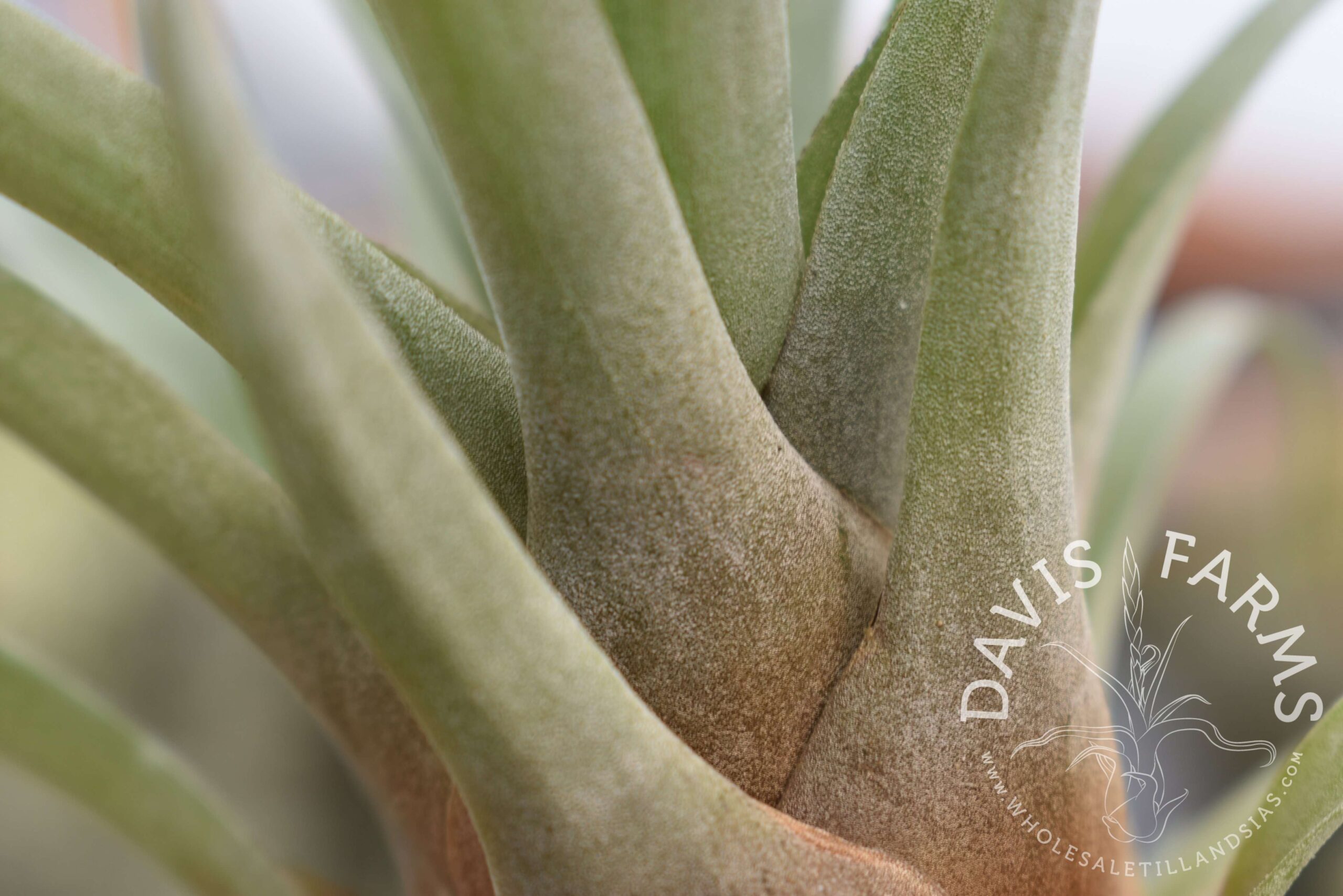 Tillandsia barthlotti