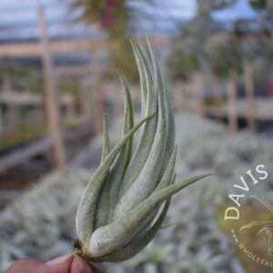 Tillandsia mitlaensis