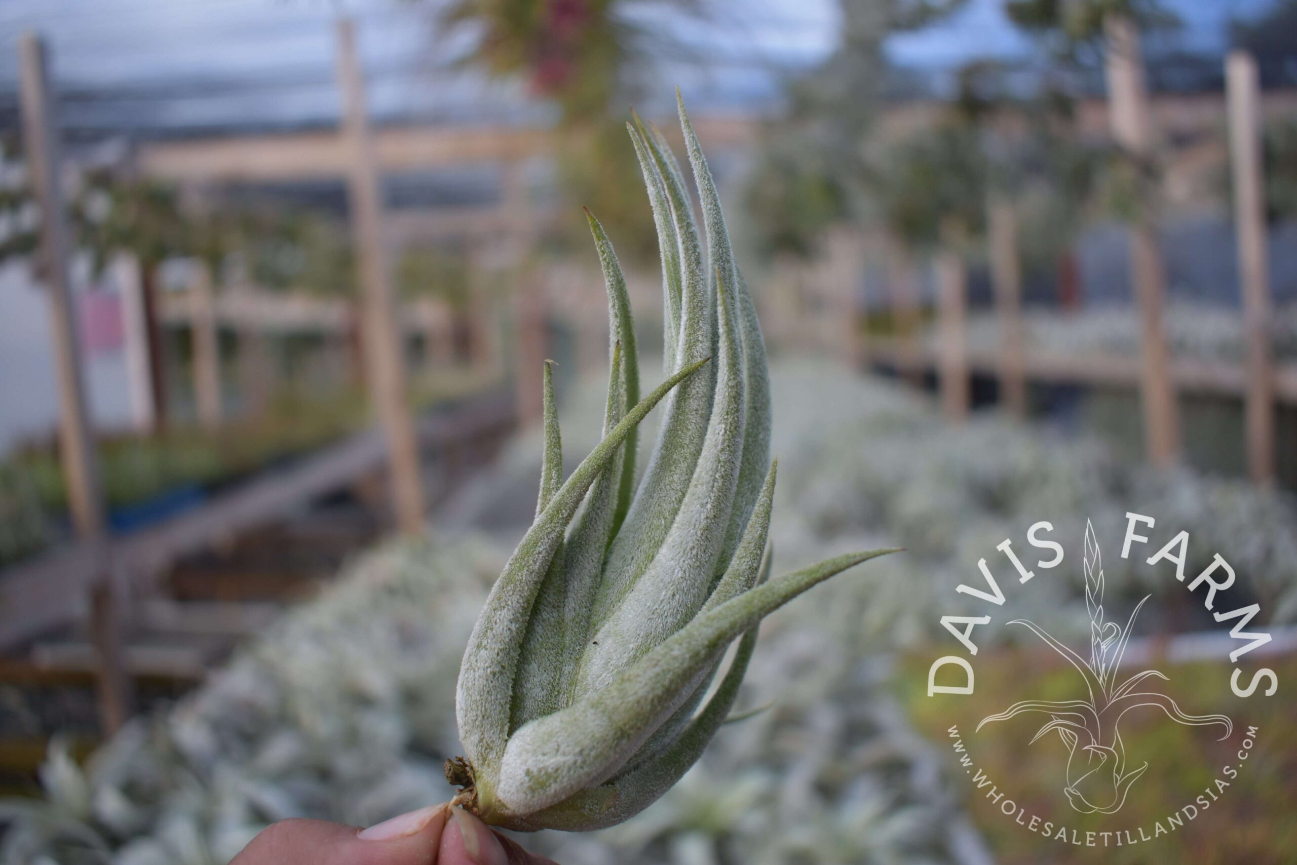 Tillandsia mitlaensis