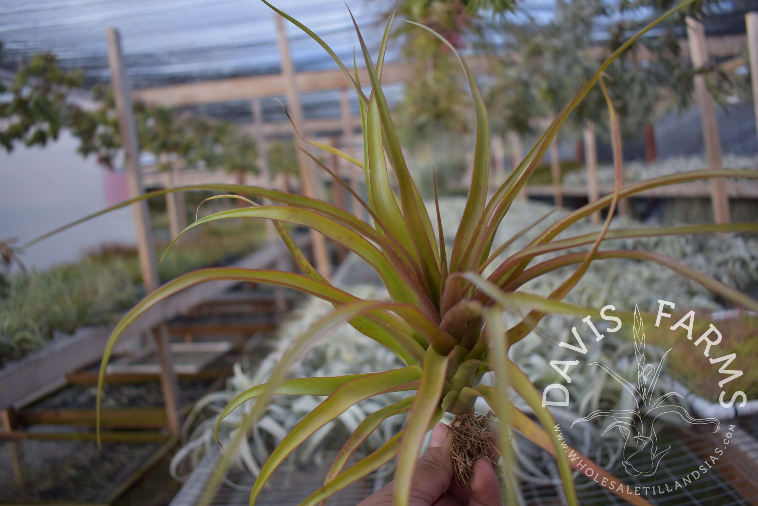 Tillandsia capitata red (Chiapas, Mexico)
