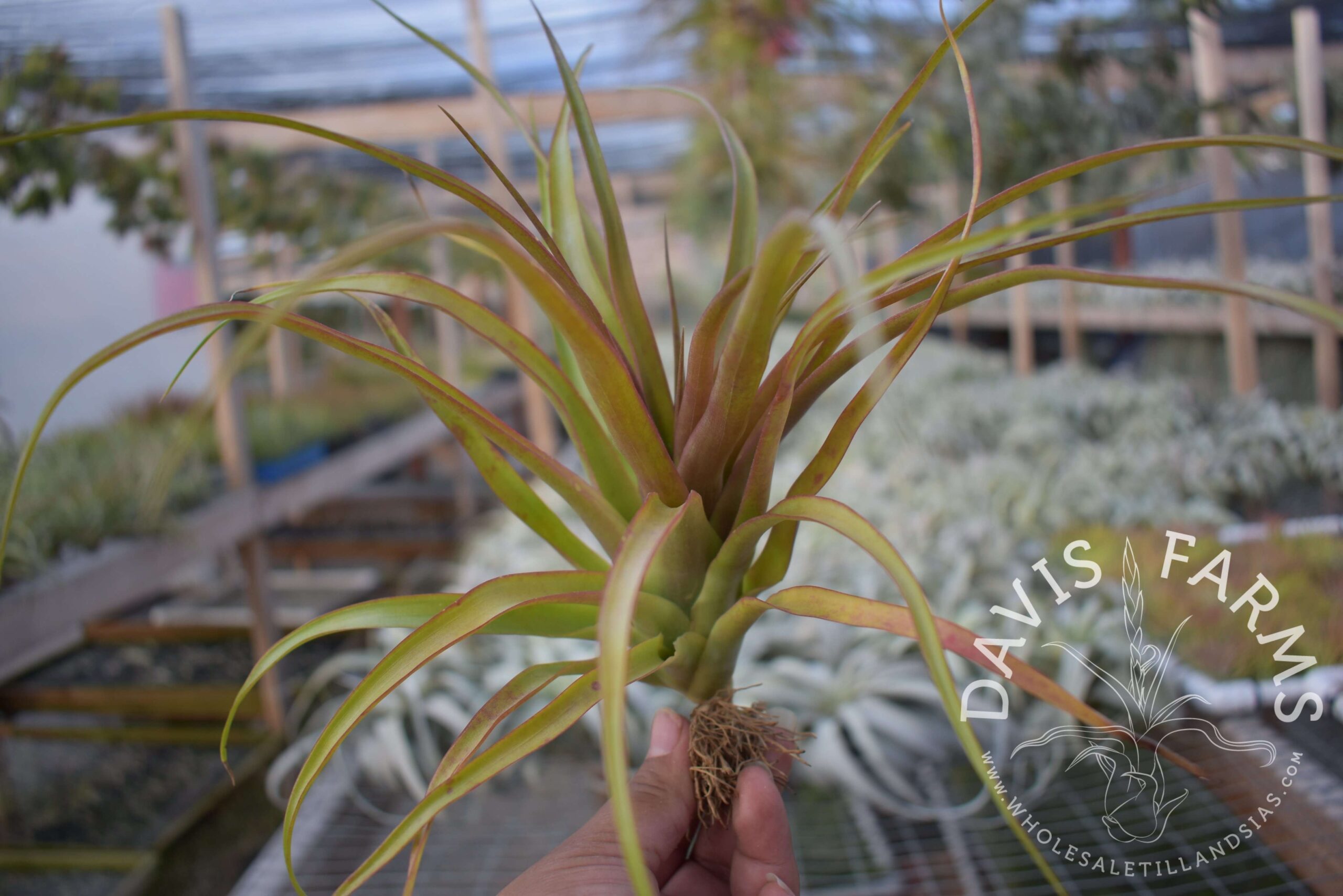 Tillandsia capitata red (Chiapas, Mexico)