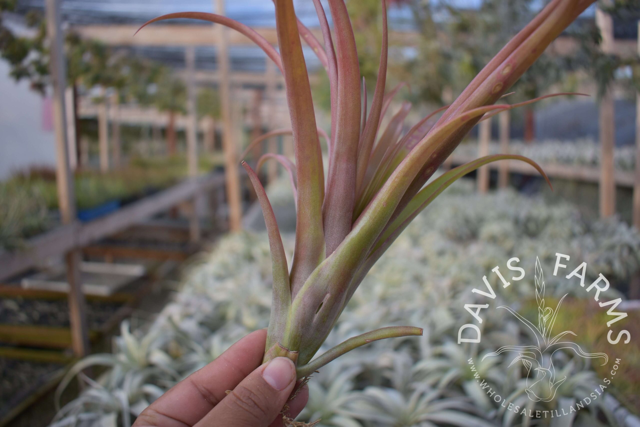 Tillandsia capitata red (Chiapas, Mexico)