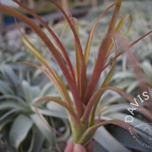 Tillandsia capitata red (Chiapas, Mexico)