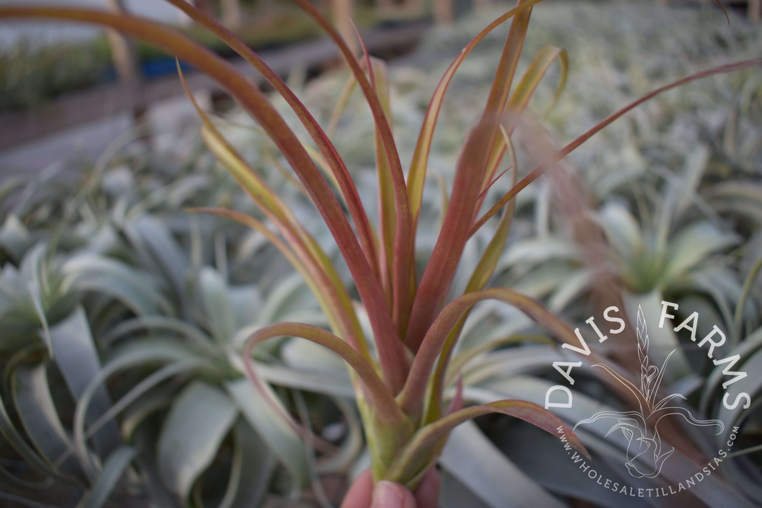 Tillandsia capitata red (Chiapas, Mexico)