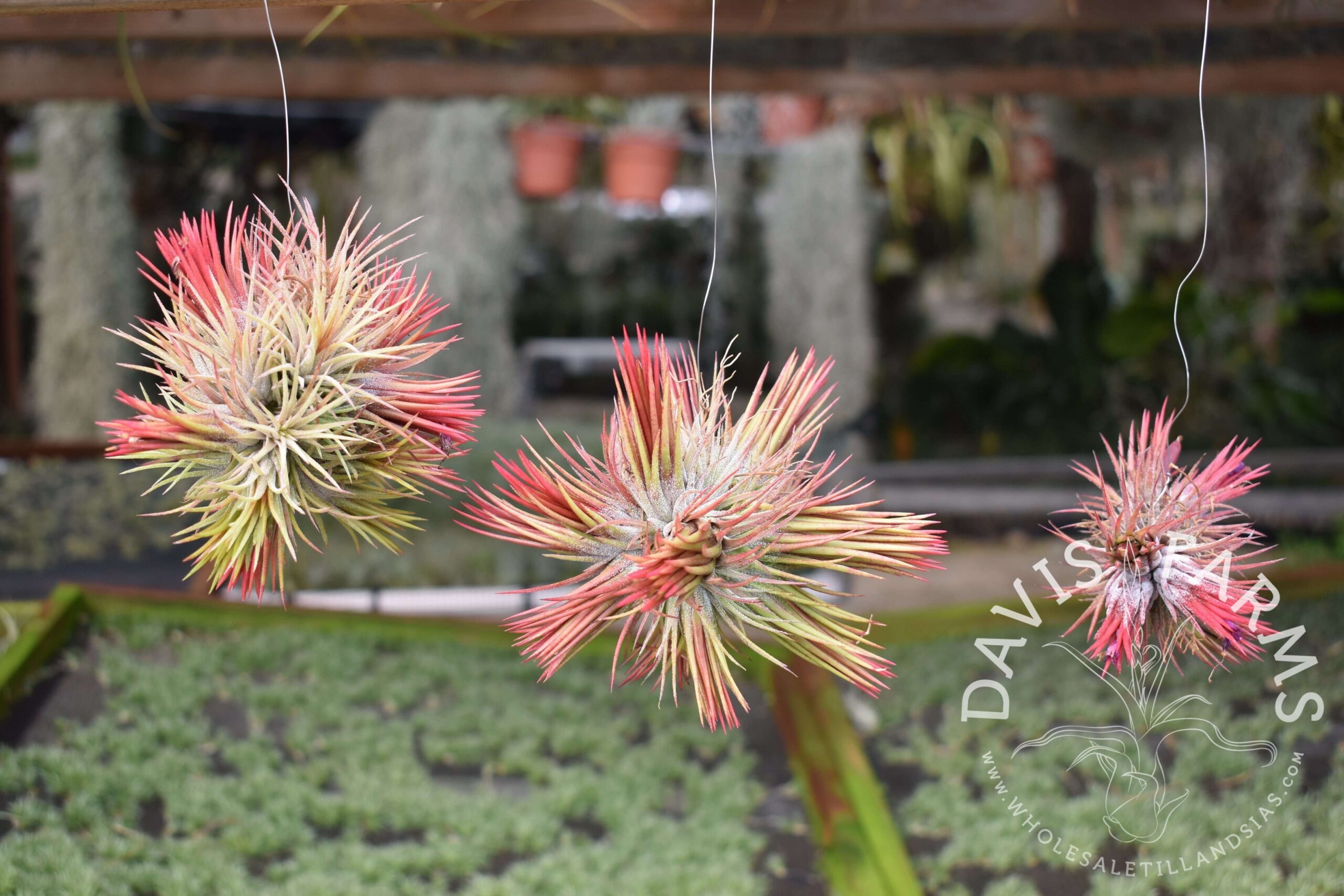 Tillandsia ionantha fuego clump