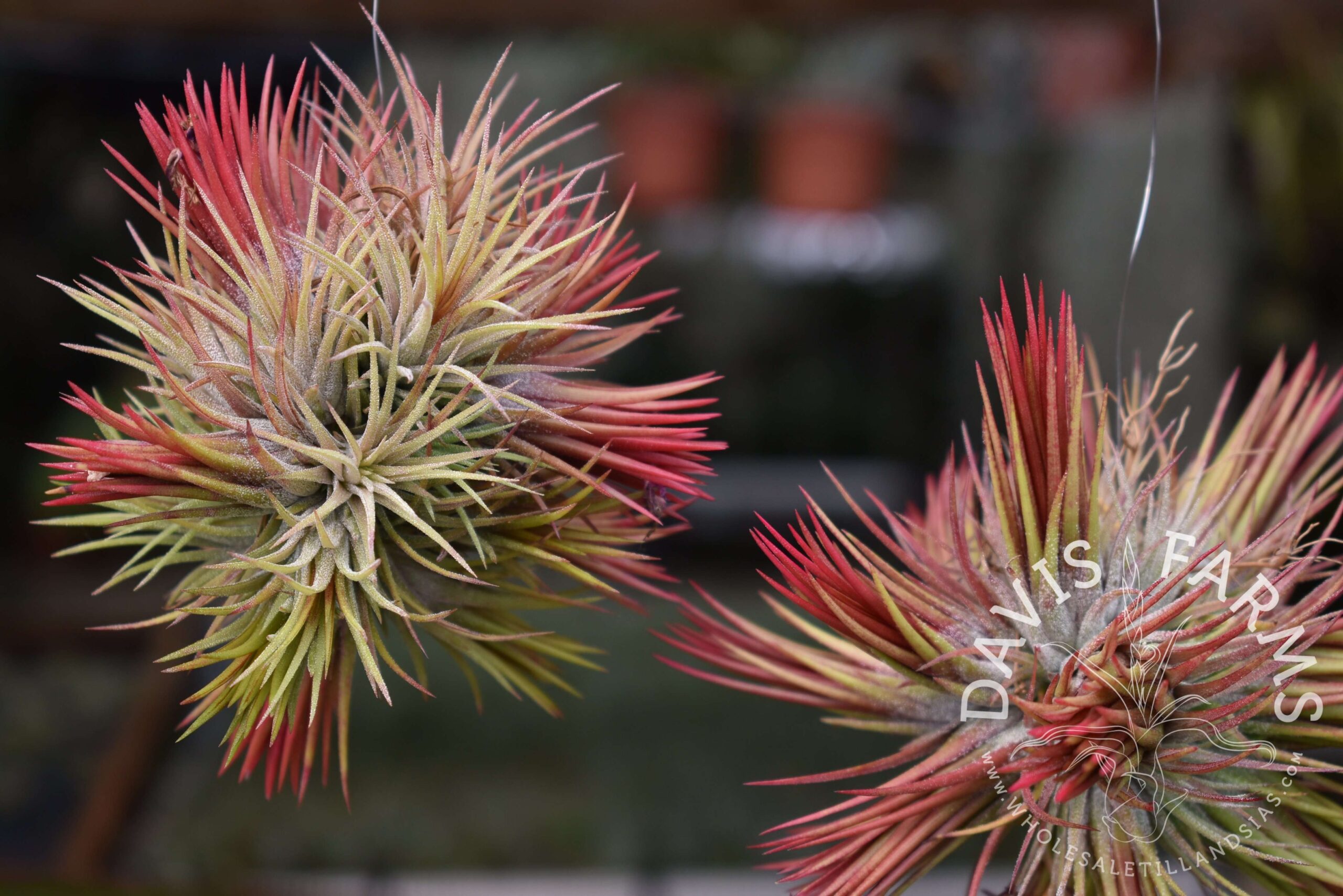 Tillandsia ionantha fuego clump
