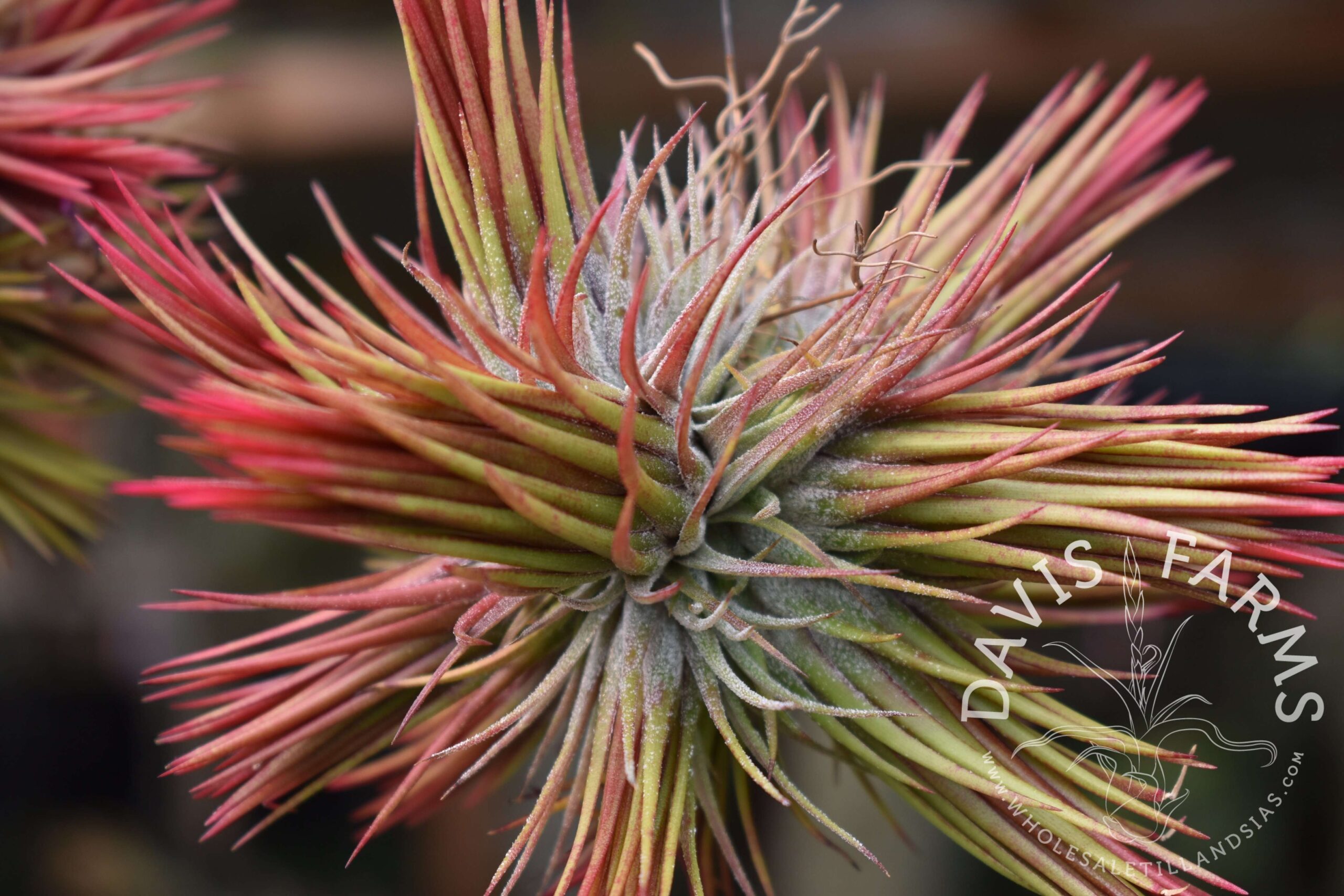 Tillandsia ionantha fuego clump