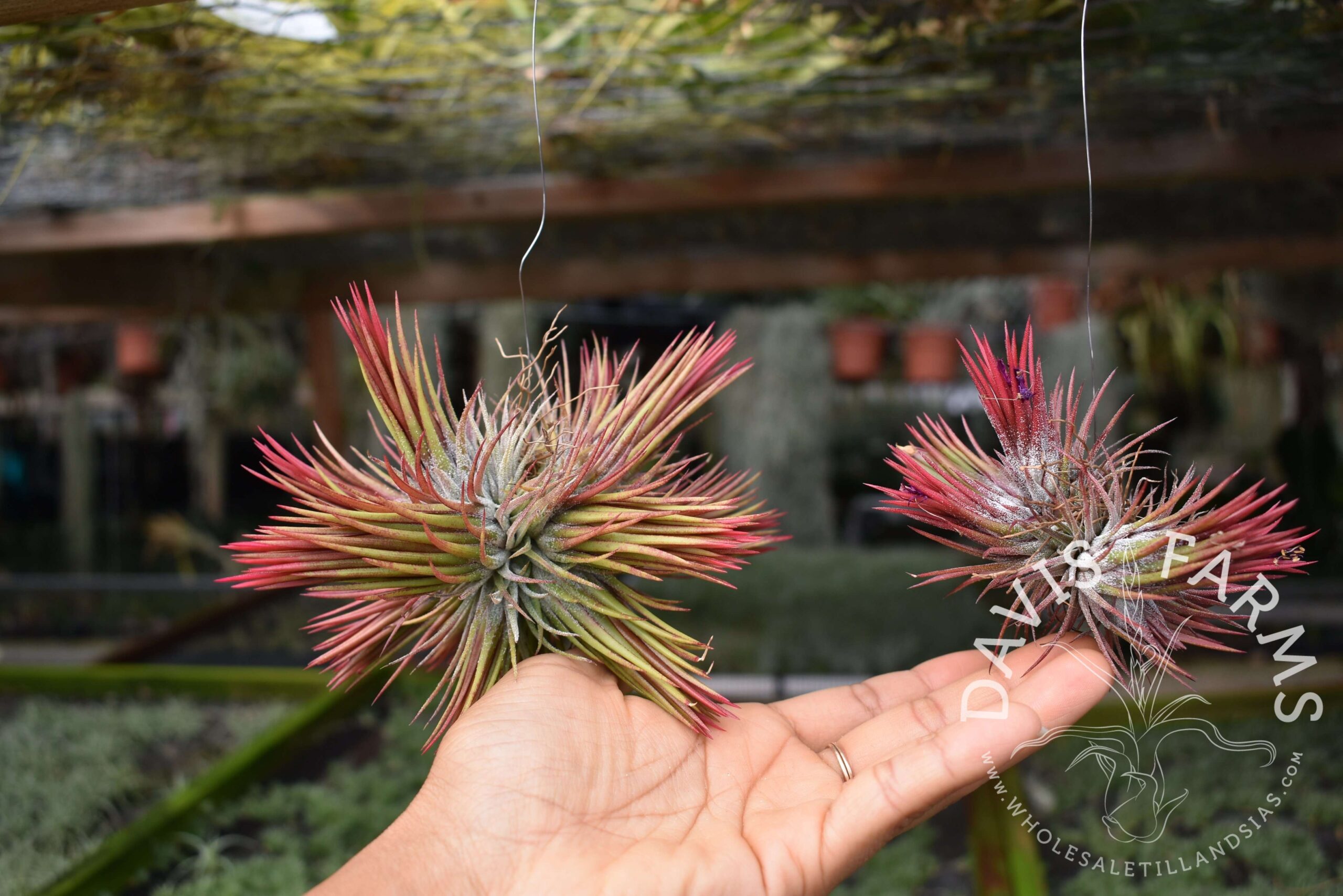 Tillandsia ionantha fuego clump
