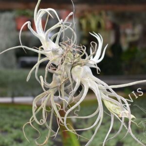 Tillandsia pruinosa var. Colombia, CLUMPS on WIRE