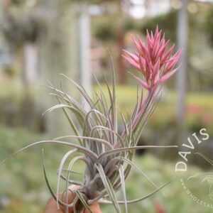 Tillandsia sucrei
