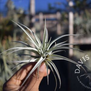 Tillandsia secunda silver hybrid