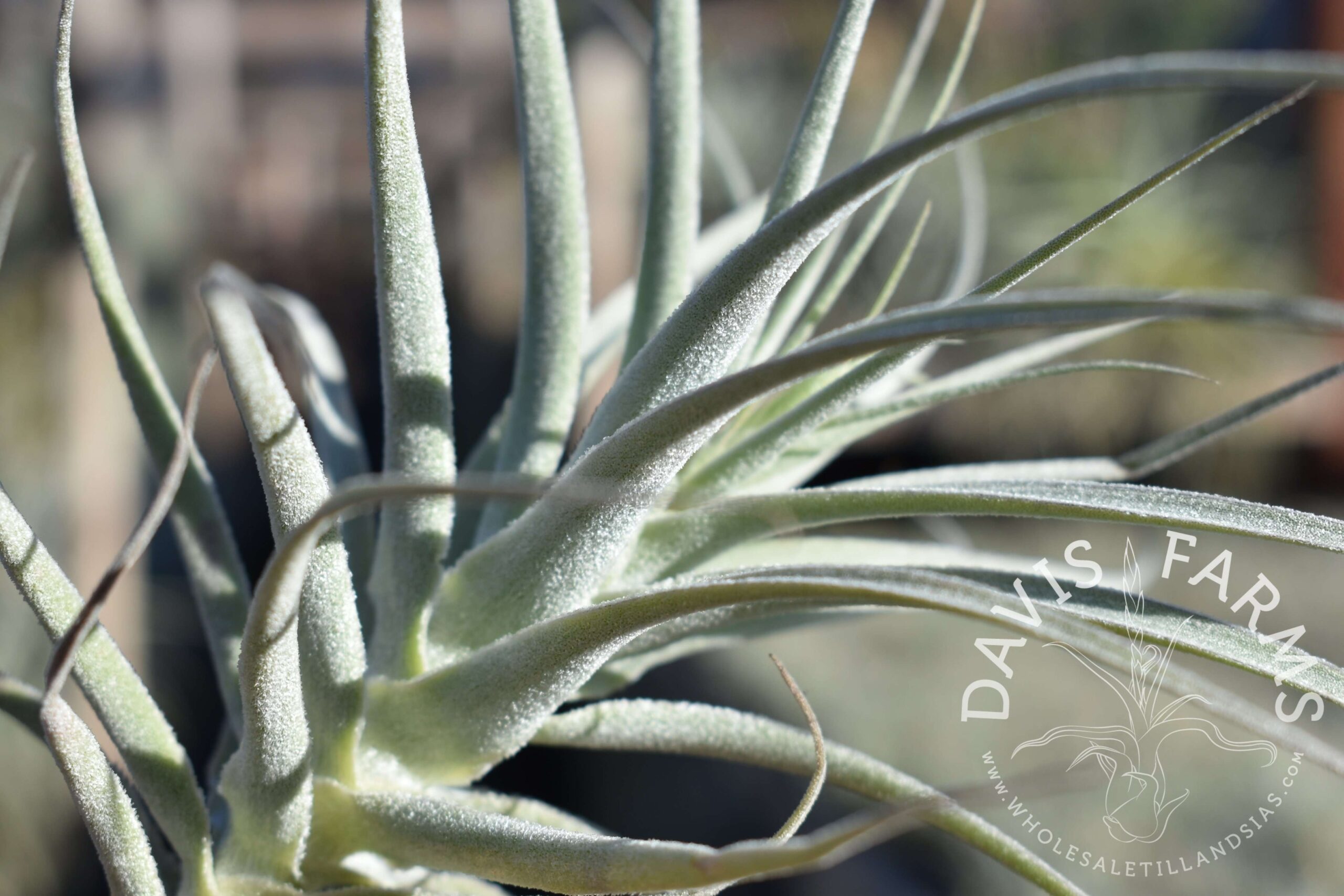 Tillandsia purpurea no.12