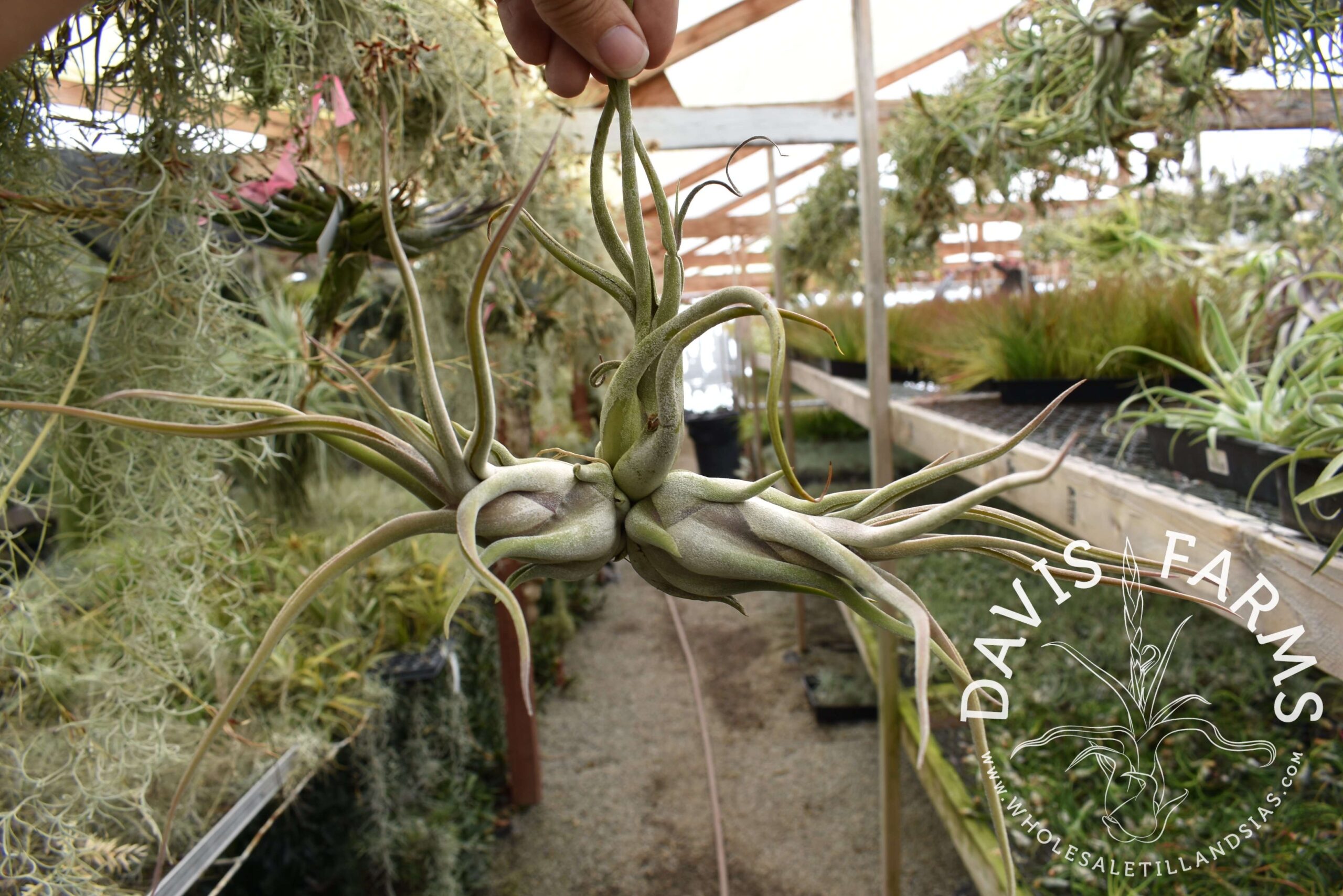 Tillandsia caput-medusae