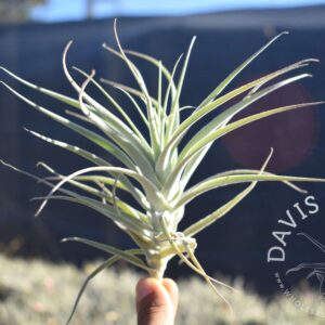 Tillandsia purpurea no.12