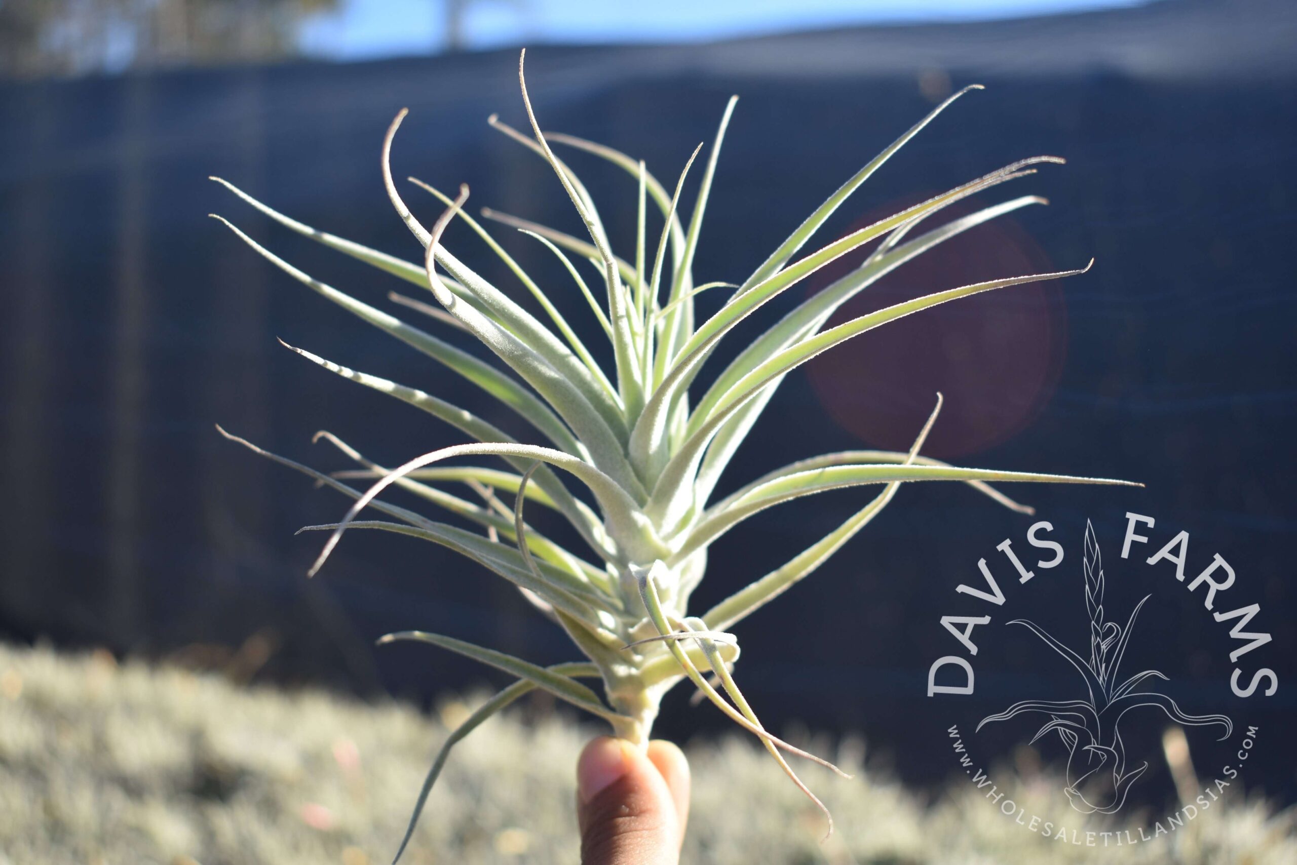Tillandsia purpurea no.12