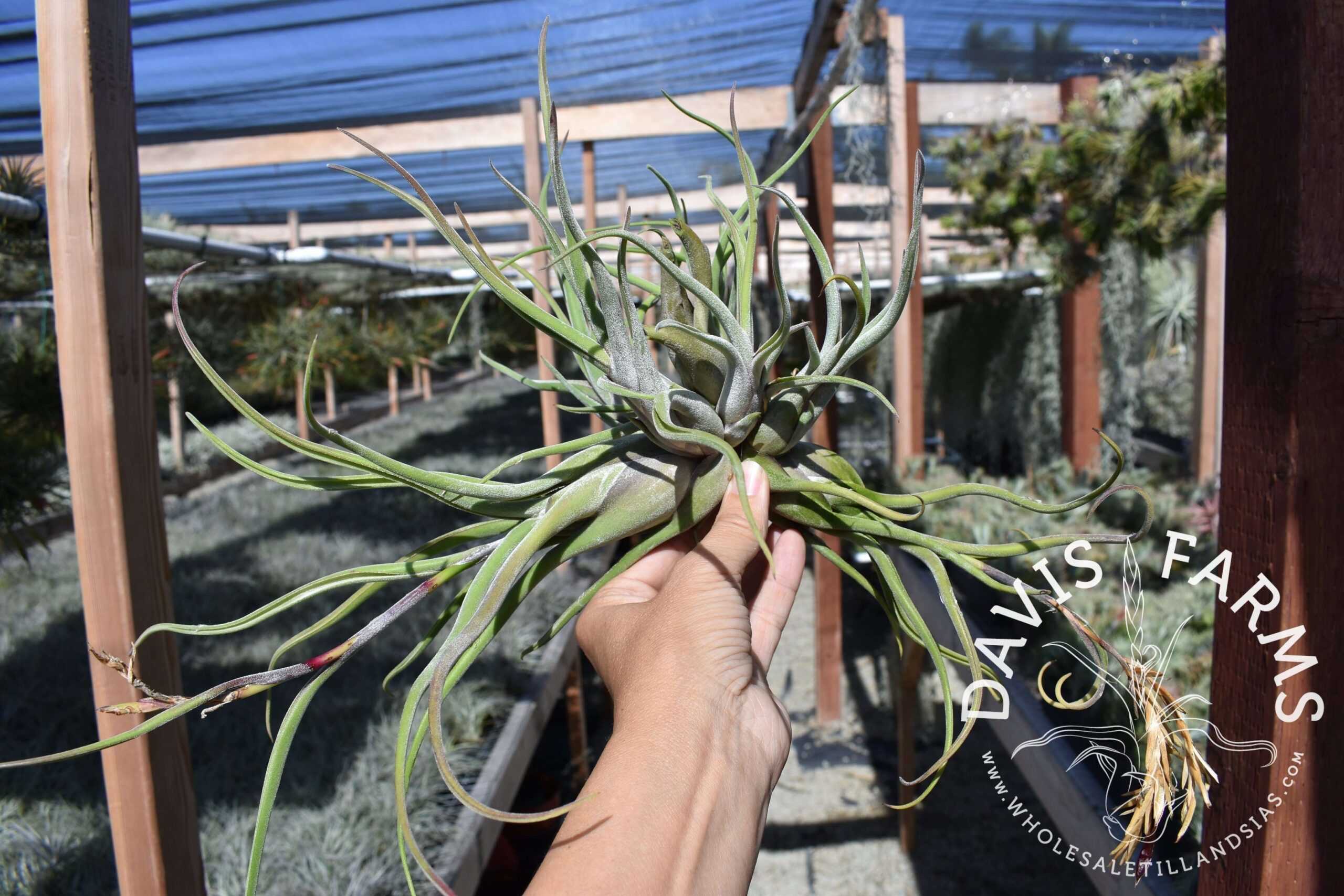 Tillandsia caput-medusae