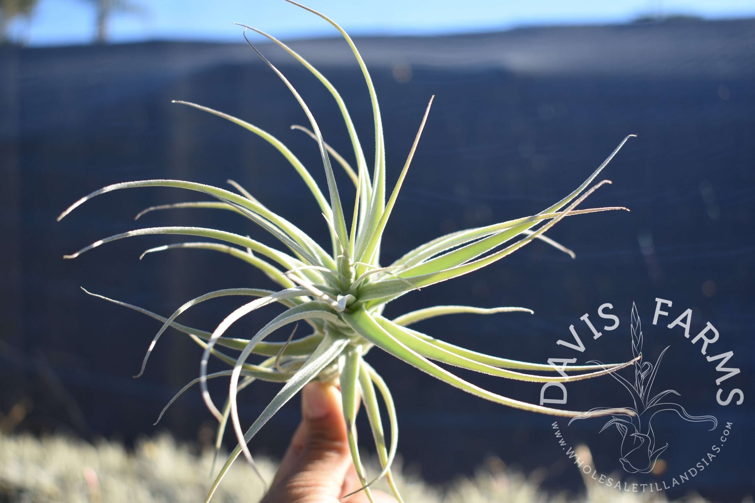Tillandsia purpurea no.12
